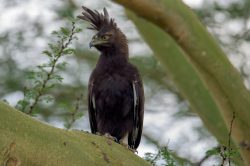 long-crested-eagle-lophaetus-occipitalis-4