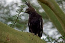 long-crested-eagle-lophaetus-occipitalis-5