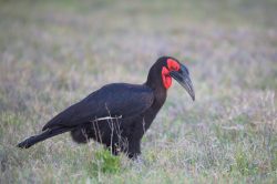 southern-ground-hornbill-bucorvus-leadbeateri