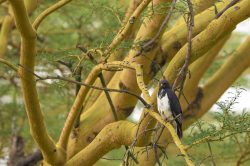 augur-buzzard-buteo-augur