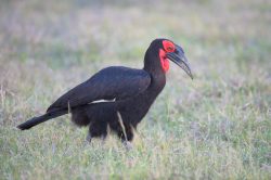 southern-ground-hornbill-bucorvus-leadbeateri-2