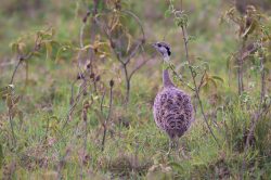 white-bellied-bustard-eupodotis-senegalensis