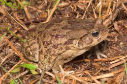 eastern-olive-toad