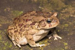 eastern-olive-toad-amietophrynus-garmani
