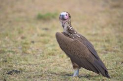 lappet-faced-vulture-torgos-tracheliotus