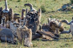 ruppells-griffon-vulture-gyps-rueppellii-3