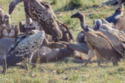 ruppells-griffon-vulture-gyps-rueppellii-4