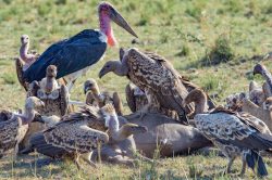 ruppells-griffon-vulture-gyps-rueppellii-5