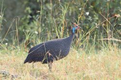 helmeted-guineafowl-numida-meleagris-2