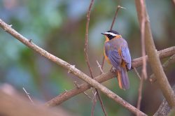 white-browed-robin-chat-cossyopha-heuglini