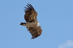 ruppells-griffon-vulture-gyps-rueppellii-6