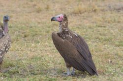 lappet-faced-vulture-torgos-tracheliotus-2