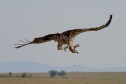 ruppells-griffon-vulture-gyps-rueppellii-7
