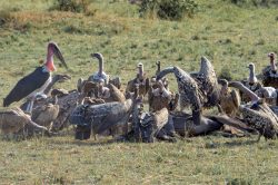 ruppells-griffon-vulture-gyps-rueppellii-8
