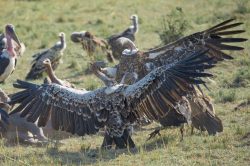 ruppells-griffon-vulture-gyps-rueppellii-9