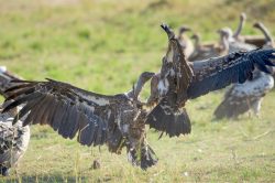 ruppells-griffon-vulture-gyps-rueppellii-10