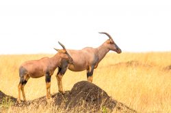 topi-damaliscus-lunatus-2
