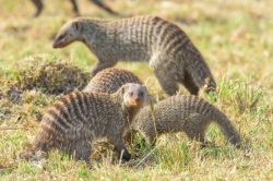 banded-mongoose-mungos-mungos