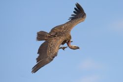 ruppells-griffon-vulture-gyps-rueppellii-11