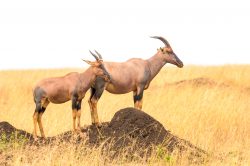 topi-damaliscus-lunatus-3