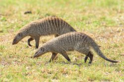 banded-mongoose-mungos-mungos-2