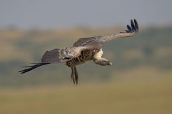 ruppells-griffon-vulture-gyps-rueppellii-12