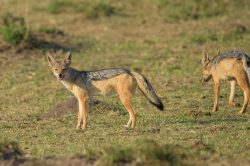 black-backed-jackal-canis-mesomelas