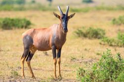topi-damaliscus-lunatus-4
