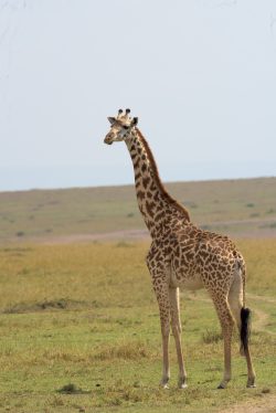 giraffe-giraffa-camelopardalis