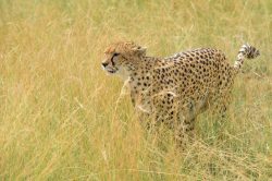 cheetah-acinonyx-jubatus