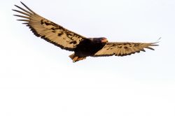 bateleur-eagle-terathopius-ecaudatus