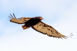 bateleur-eagle-terathopius-ecaudatus-2