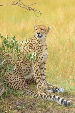 cheetah-acinonyx-jubatus-2
