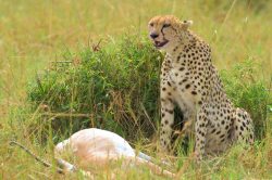 cheetah-acinonyx-jubatus-3