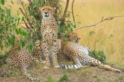 cheetah-acinonyx-jubatus-5