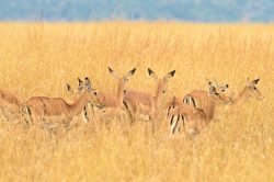grants-gazelle-gazella-granti