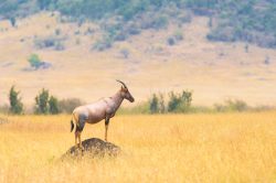 topi-damaliscus-lunatus-5