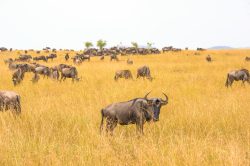 brindled-gnu-wildebeest-connochaetes-taurinus-2