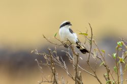 grey-backed-fiscal-lanius-excubitoroides