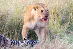 lioness-with-zebra-kill-panthera-leo
