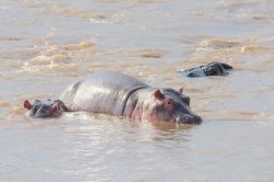 hippopotamus-hippopotamus-amphibius-2