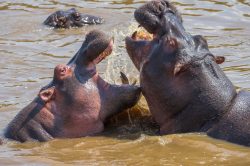 hippopotamus-hippopotamus-amphibius-3