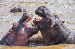 hippopotamus-hippopotamus-amphibius-4