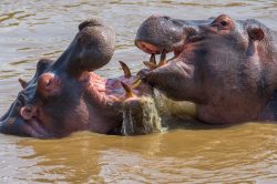 hippopotamus-hippopotamus-amphibius-6