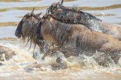 brindled-gnu-wildebeest-connochaetes-taurinus-3