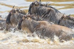 brindled-gnu-wildebeest-connochaetes-taurinus-5