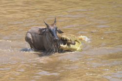 brindled-gnu-wildebeest-connochaetes-taurinus-6
