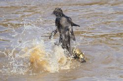 brindled-gnu-wildebeest-connochaetes-taurinus-7