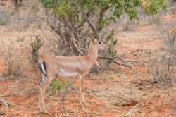 grants-gazelle-gazella-granti-2