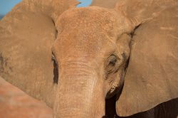 african-elephant-african-elephant-loxodonta-africana